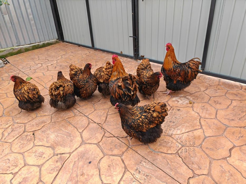 Găini Orpington auriu