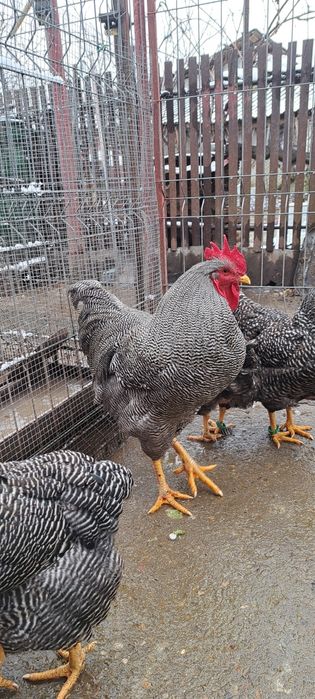 Ouă incubat rasele Australorp, Brahma, Isa Brown