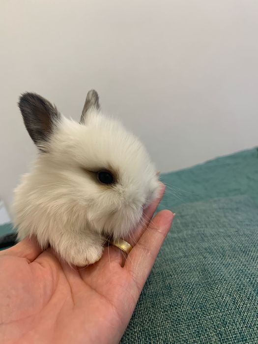 Iepuri cap de pui pui si adulti talie mica si mare