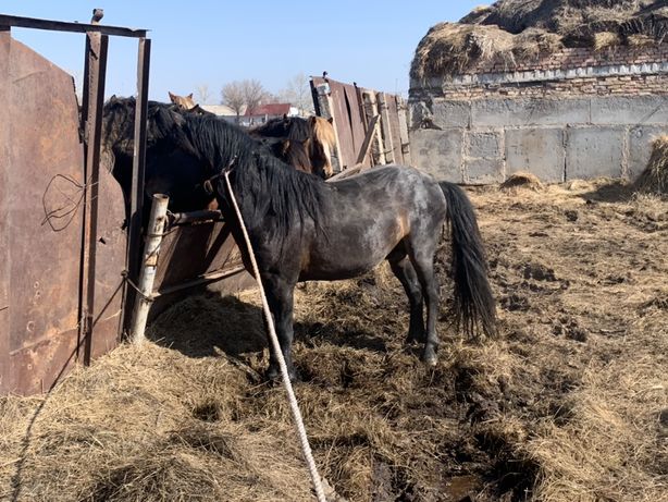 Жеребцы на племя