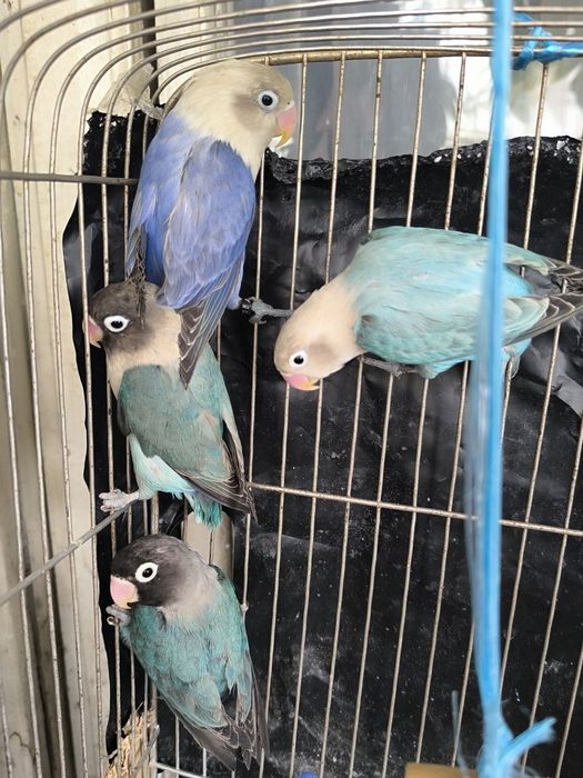 Продаются волнистые