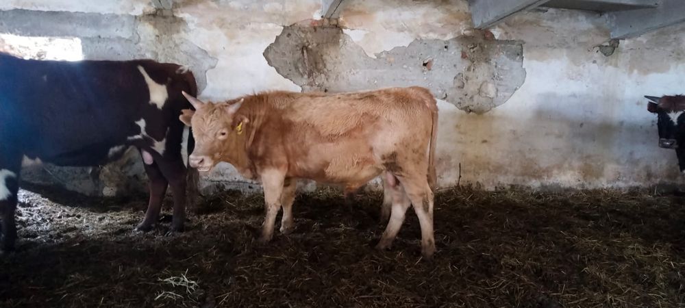 Бұқалар сатылады 600.000 тенге