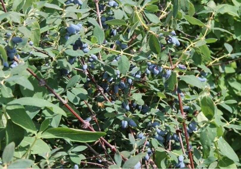 Жимолость Принцессе Диане.