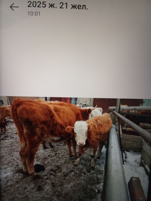 9 бас ұрғашы баспақ сатам 270мыңнан