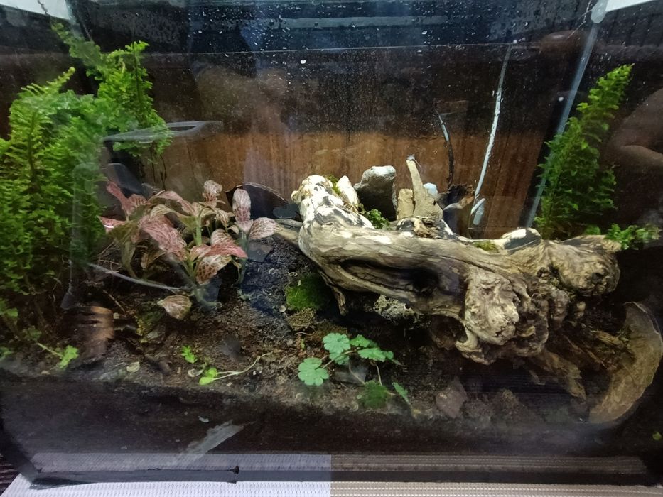 Флорариум экосистеме