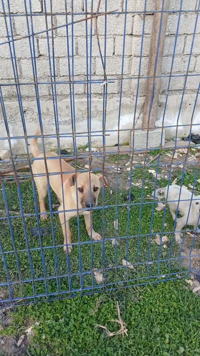 5 oyli sariq urgochi oq erkak