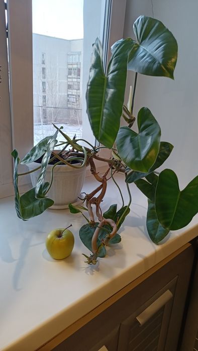 Филодендрон Бурле Макс