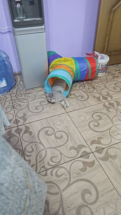 Отдам котёнка мальчик.