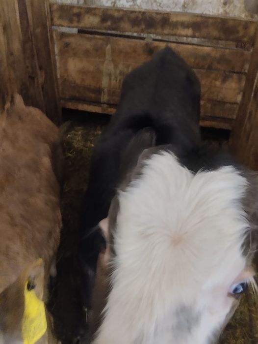 Продам телят бычок и телачка