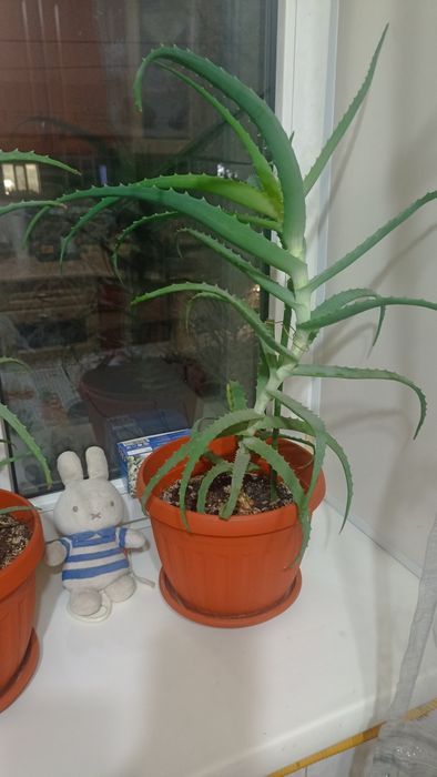 Алоэ вера 3 года