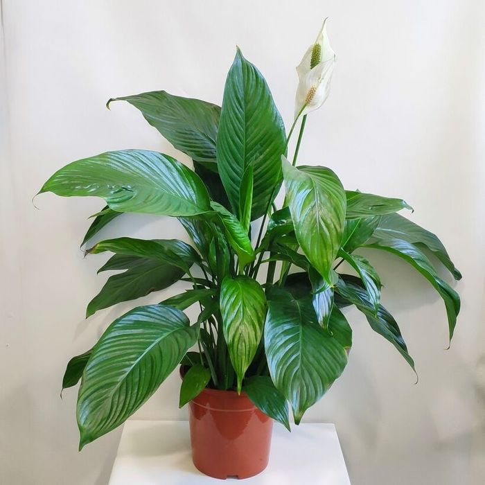 Спатифиллум на распродаже