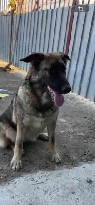 Donez catele castrate