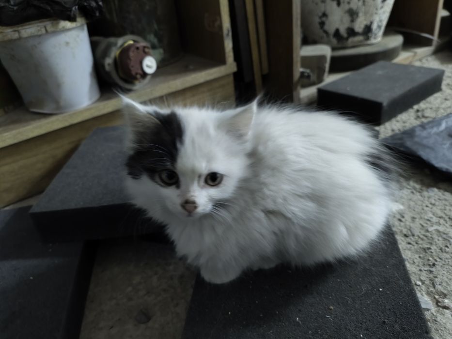 Момиккина мушук ва Икки боласи текинга