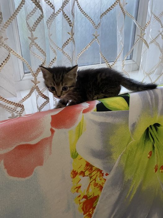 Отдам котят в хорошие руки