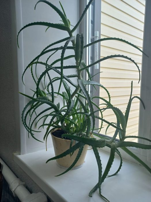 Продам алоэ, 3 года. Цена 3000 тенге