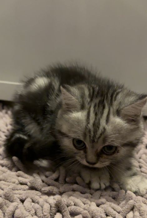 Продам шотоанлских котят