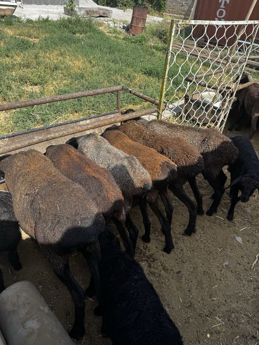 Саулық шаруа қой