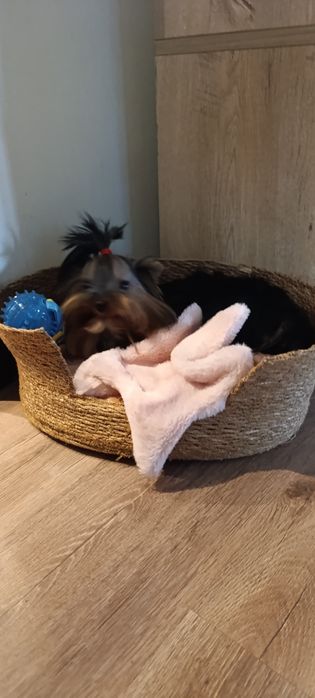 Мини Йоркширски териер момче