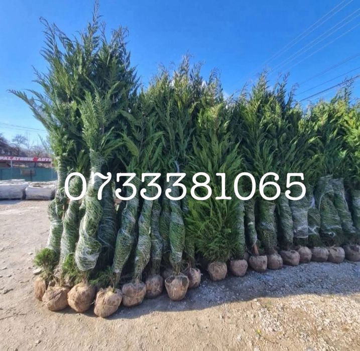 Laur englezesc,palmier,maslini,tuia,dif specii amenajari gradini