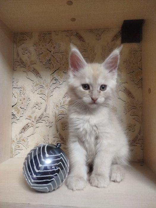 Мейн-кун 2 месяца