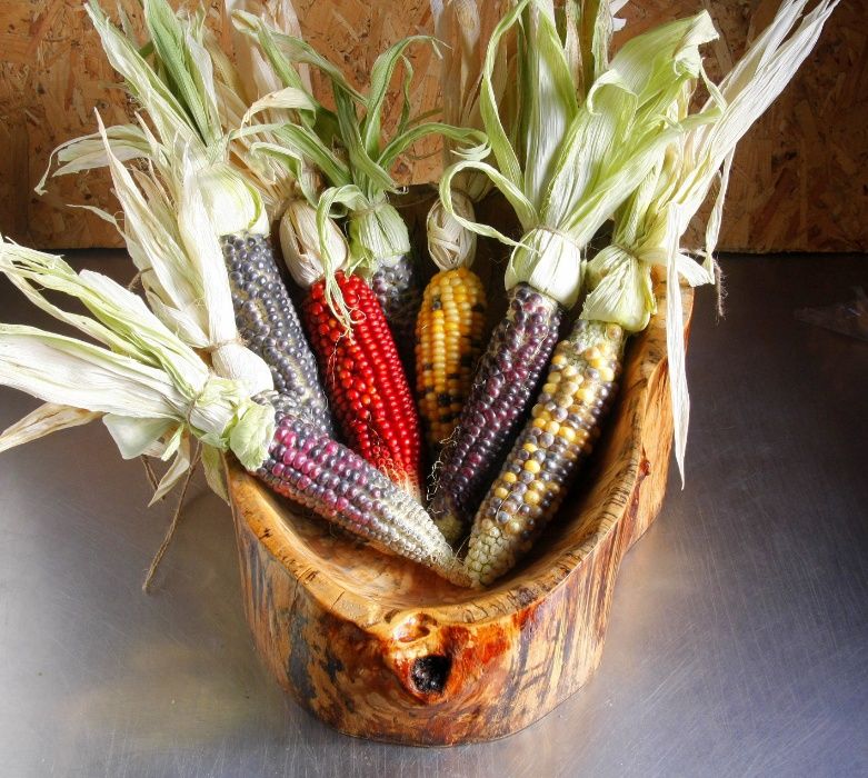 Мексиканска шарена царевица разноцветна - семена 100 броя