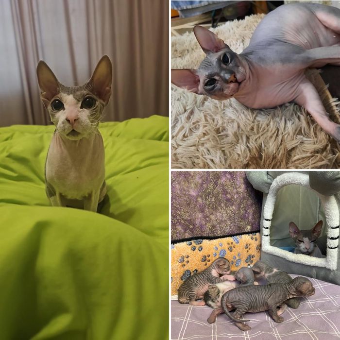 Мальчик донской сфинкс