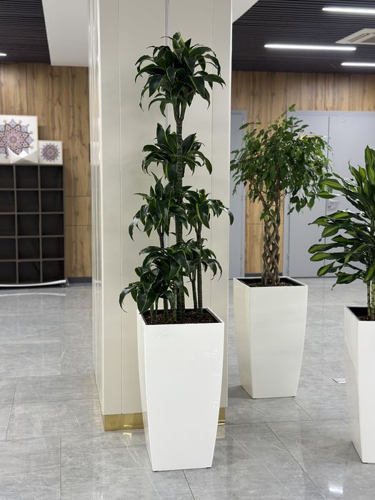Ofis uchun gullar xonaki gullar