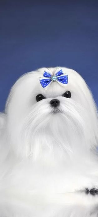 Вязка мальтийская болонка