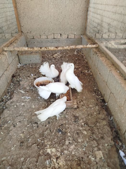 Турбачлар павлин сотилади