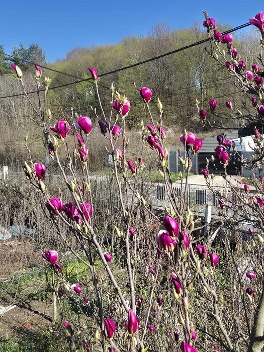 Vand magnolii Colibasi/ Mioveni/ Arges