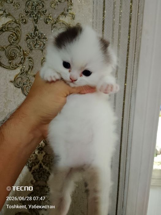 Вислоуха мушук болалари