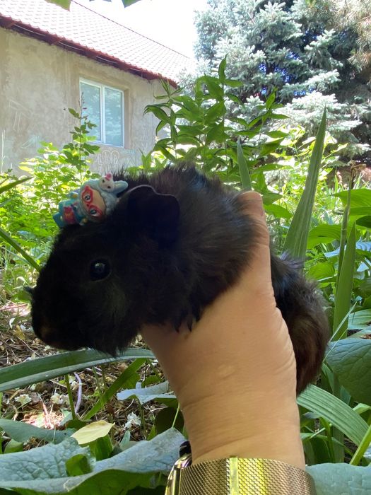 Продам Морскую свинку