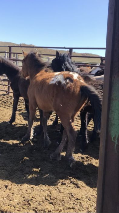 Жабагылар 50 бас еркек