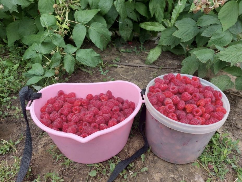 Домашняя ароматная малина