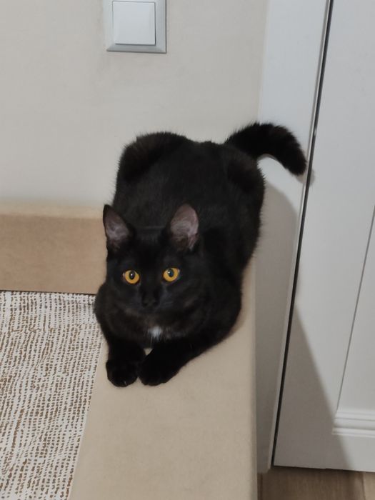 Отдам кошек в хорошие руки