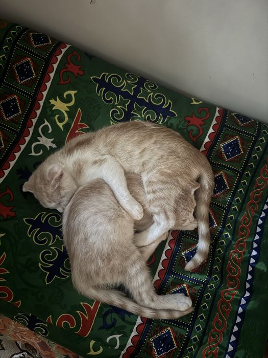 Бесплатно два котят