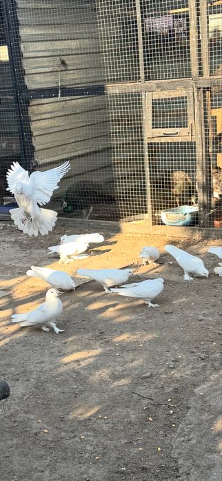 Голуби белые на торжества,свабды!