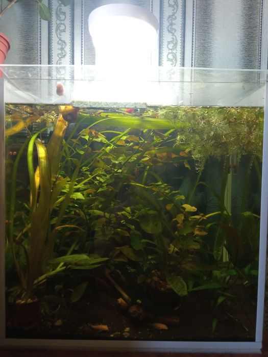 Аквариумные растения