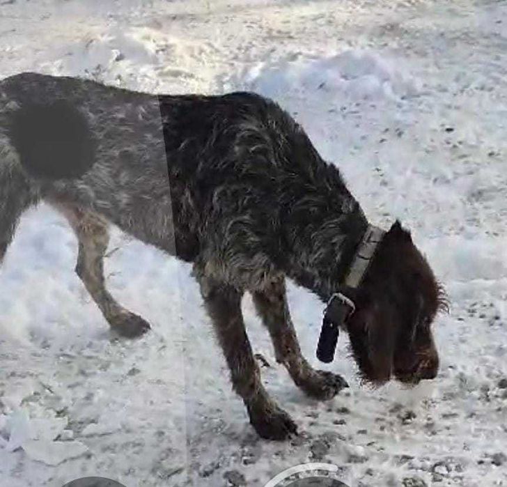 Сбежал пёс, дратхаар