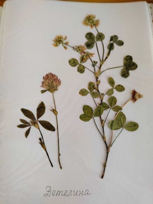 Ученически хербарии 3-7 клас, 17 стр. РЪЧНА декорация