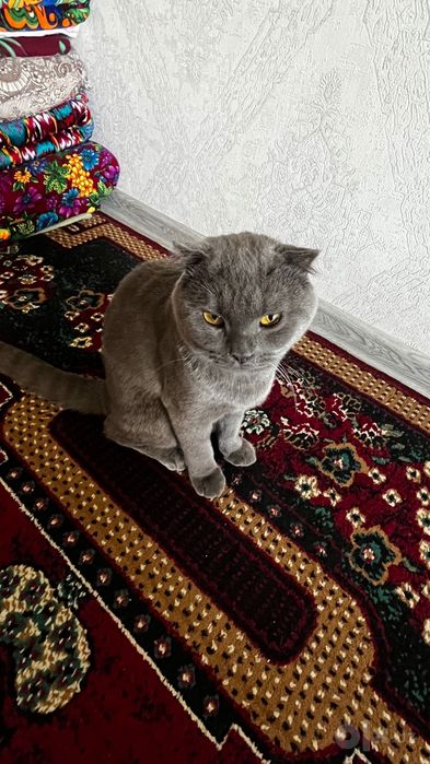 scottish fold mushu