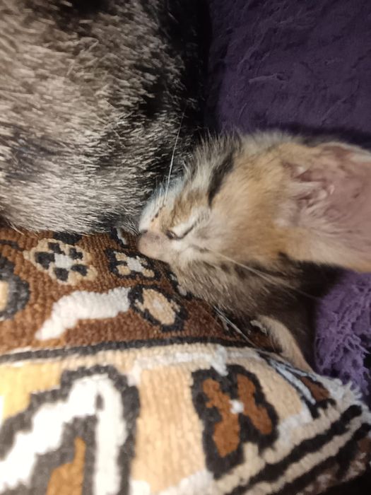 Котята Кызлорда 4 котенка
