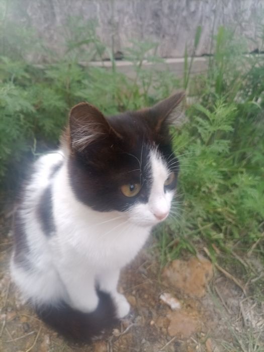 Отдам бесплатно кошку