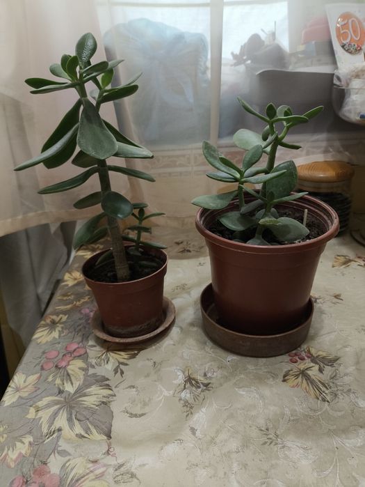 Домашние цветы , очень красивые