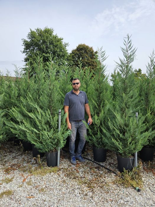 Leylandy toate dimensiunile calitate superioară