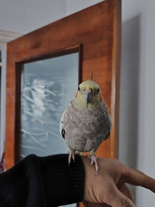 Попугай Корелла 2года