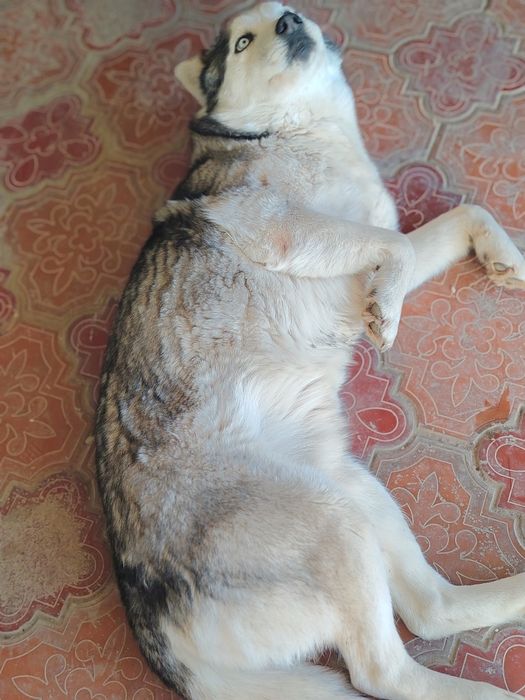 Haski sotiladi zotdor