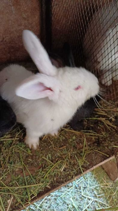 Продам крольчат микс
