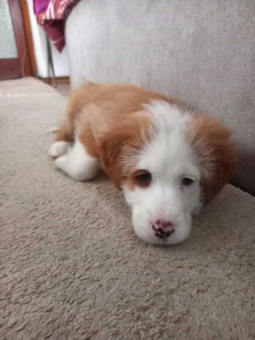 Подарявам прекрасно малко кученце