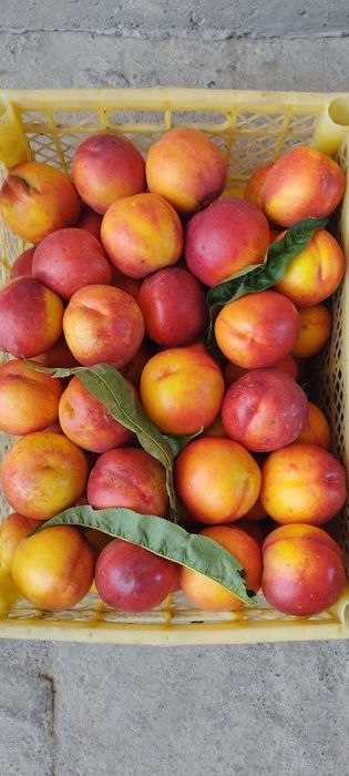 Мевали кучатлар [Саженцы фруктов]